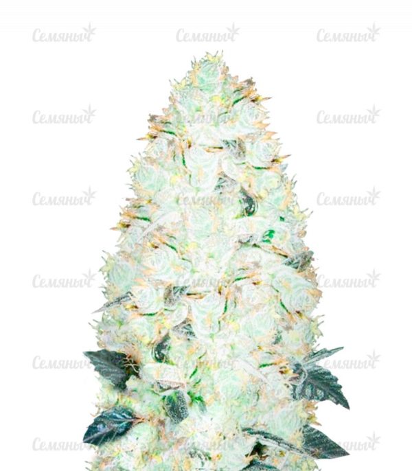 Семена сорта Auto Heaven (Victory Seeds)