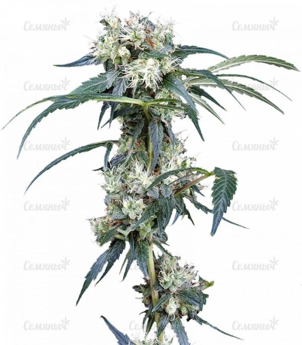 Семена сорта White Widow (Medical Seeds)