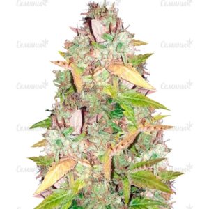Семена сорта Biggest Bud (Big Bud)