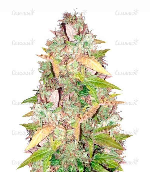 Семена сорта Biggest Bud (Big Bud)