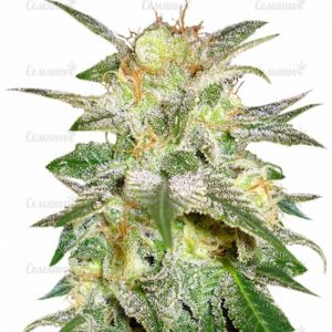 Семена сорта Mazar Kush (World of Seeds)