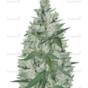 Семена сорта Skunk #11 (Dutch Passion)
