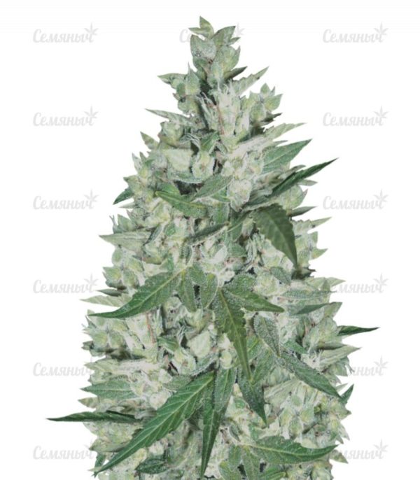 Семена сорта Skunk #11 (Dutch Passion)