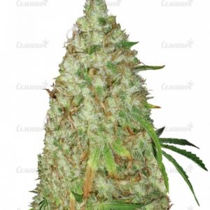 Семена сорта Crazy Miss Hyde Auto (Samsara Seeds)