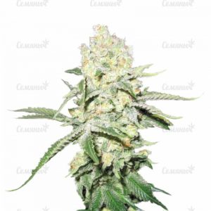 Семена сорта Northern Light Blue Auto (Delicious Seeds)