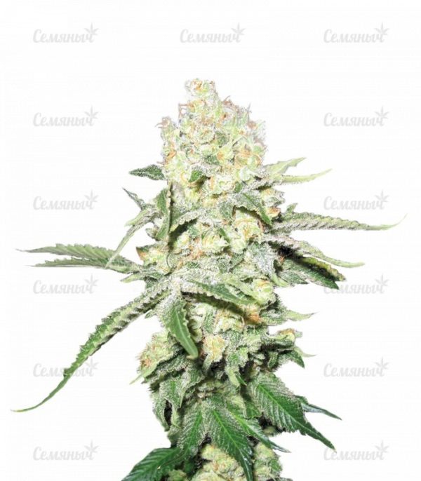 Семена сорта Northern Light Blue Auto (Delicious Seeds)