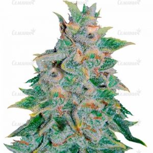 Семена сорта Wild Rose (Sweet Seeds)