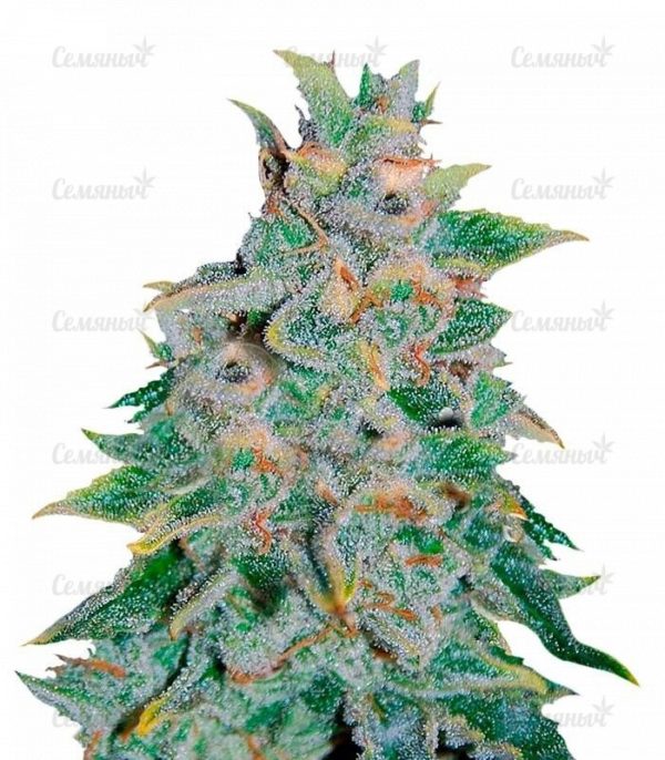 Семена сорта Wild Rose (Sweet Seeds)