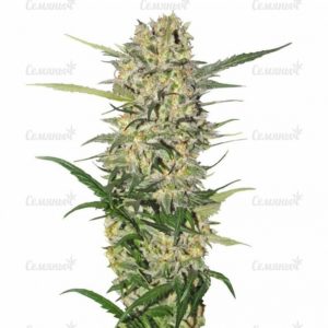 Семена сорта + Speed Auto (Sweet Seeds)