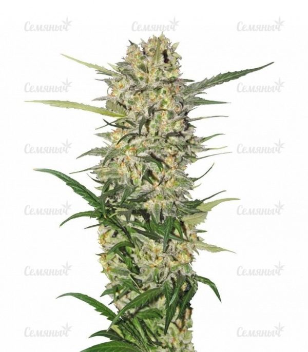 Семена сорта + Speed Auto (Sweet Seeds)