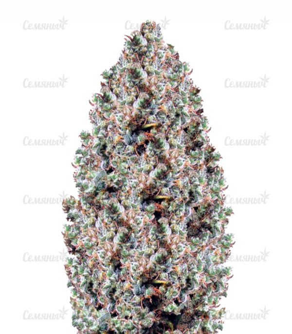 Семена сорта Jack Herer (GHS)
