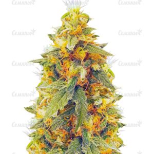 Семена сорта Auto Super Mazar (Victory Seeds)