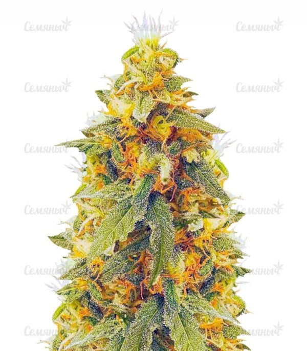 Семена сорта Auto Super Mazar (Victory Seeds)
