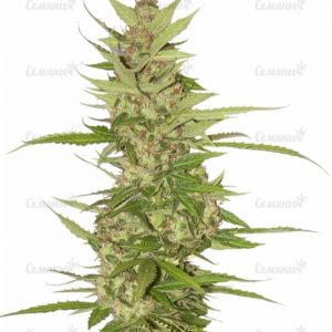 Семена сорта Shot Adrenaline auto (Samsara Seeds)