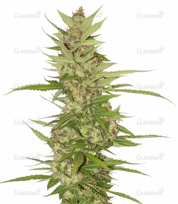 Семена сорта Shot Adrenaline auto (Samsara Seeds)