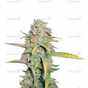 Семена сорта Sweet Amnesia Haze (Sweet Seeds)