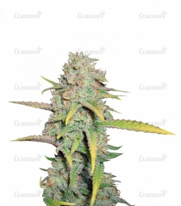 Семена сорта Sweet Amnesia Haze (Sweet Seeds)