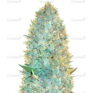 Семена сорта Caramelo (Delicious Seeds)