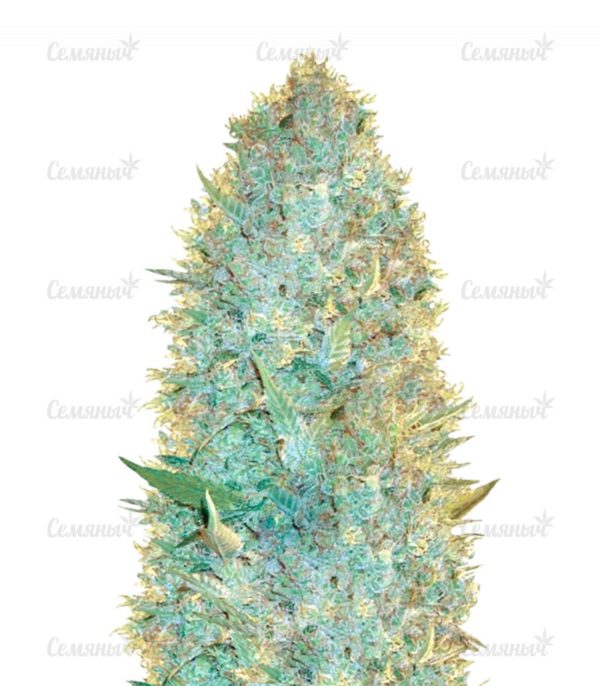 Семена сорта Caramelo (Delicious Seeds)