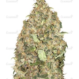 Семена сорта Holy Punch (GHS)