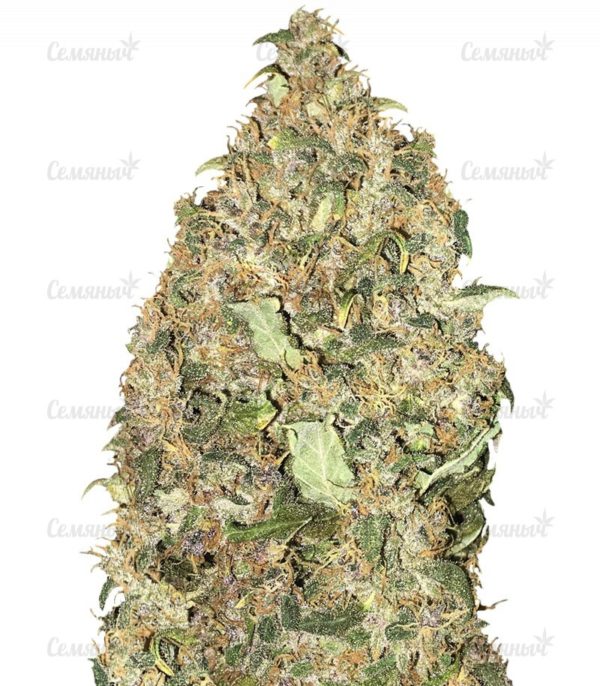 Семена сорта Holy Punch (GHS)
