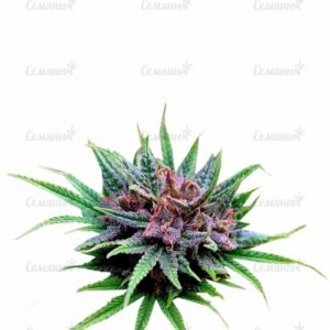 Семена сорта Niagara auto (Doctor’s Choiсe)