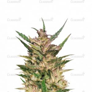 Семена сорта Bubba Kush (GHS)