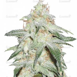 Семена сорта Grapefruit (Female Seeds)