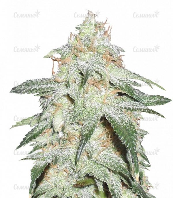 Семена сорта Grapefruit (Female Seeds)