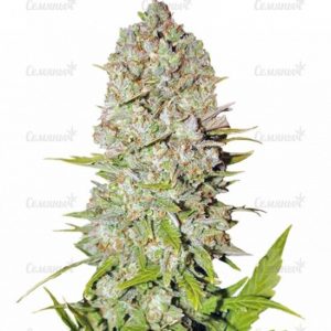 Семена сорта TNT Kush (Eva Seeds)