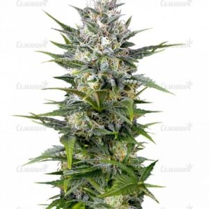 Семена сорта Auto Super Hash (Pyramid Seeds)