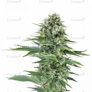 Семена сорта Waist Deep Auto (Heavyweight Seeds)