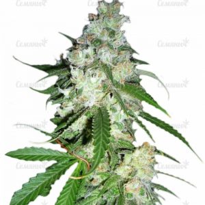 Семена сорта White Bhutanese