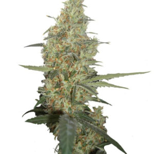 Семена сорта Power Plant regular (Dutch Passion)
