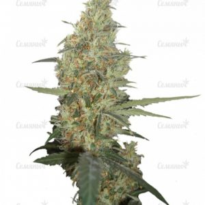 Семена сорта Biddy Early (Serious Seeds)