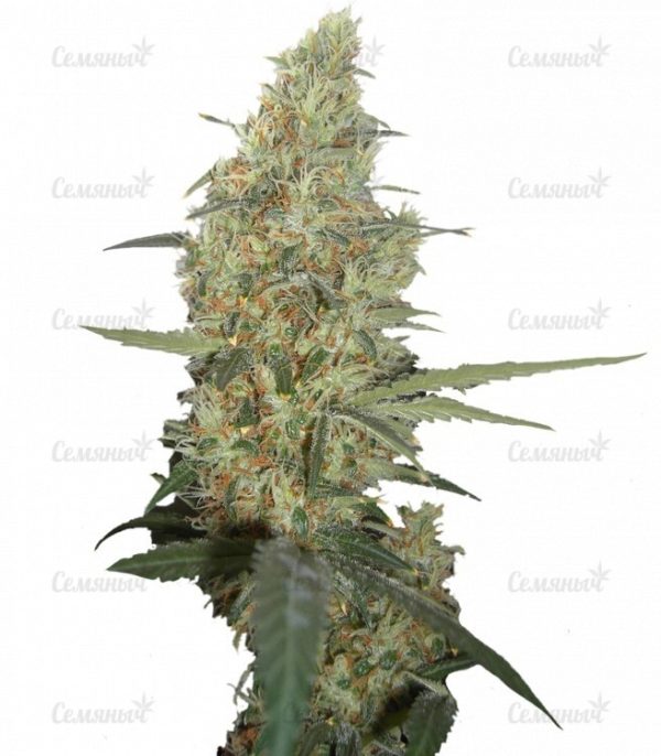 Семена сорта Biddy Early (Serious Seeds)