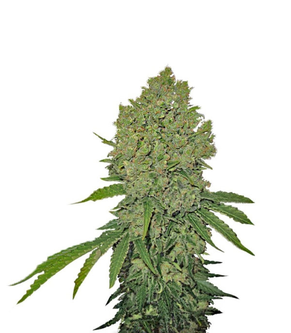 Prozack fem (Medical Seeds)