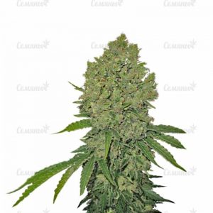 Семена сорта Psicodelicia (Sweet Seeds)