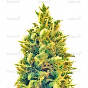 Семена сорта Super Silver Haze (GHS)