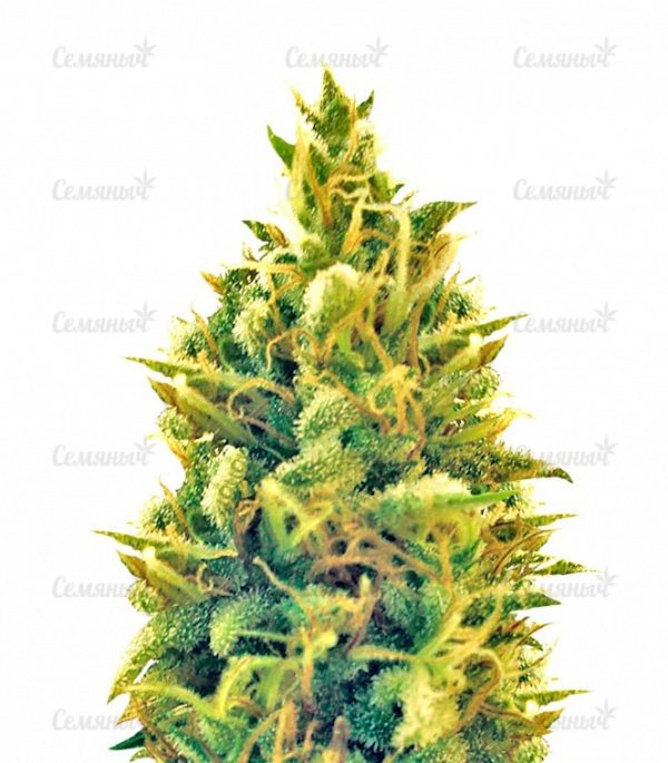 Семена сорта Super Silver Haze (GHS)