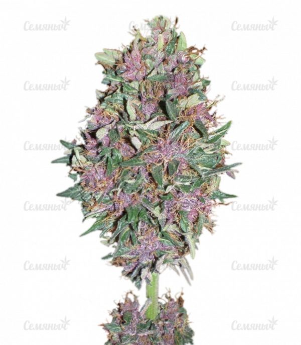 Семена сорта Auto Frisian Dew (Dutch Passion)