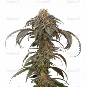 Семена сорта Auto Northern Light (Victory Seeds)