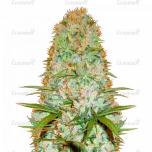 Семена сорта Big Kush (Dinafem Seeds)
