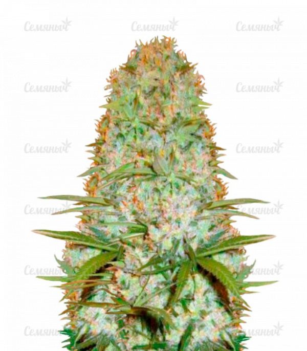 Семена сорта Big Kush (Dinafem Seeds)