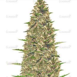 Семена сорта Northern Light (Victory Seeds)