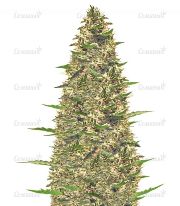 Семена сорта Northern Light (Victory Seeds)