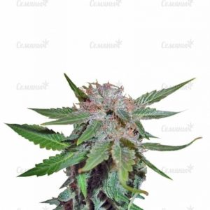 Семена сорта Mango Mist Shake (KFC Seeds)