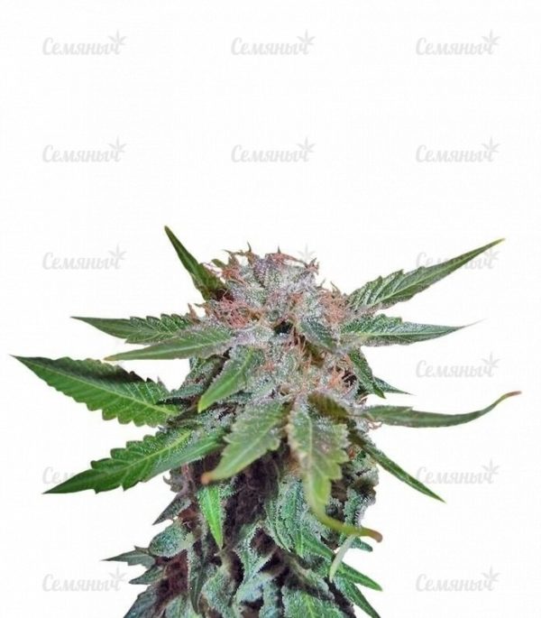 Семена сорта Mango Mist Shake (KFC Seeds)