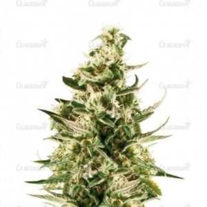 Семена сорта CBD Auto Charlotte’s Angel (Dutch Passion)