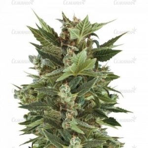 Семена сорта California Hash Plant (Dinafem Seeds)